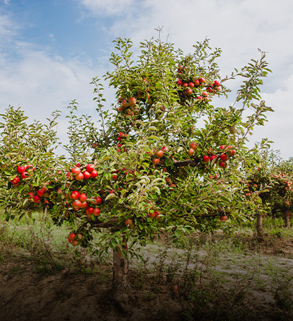 Micro-irrigation