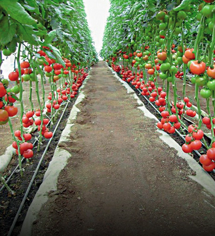 Micro-irrigation