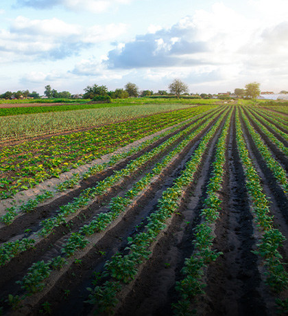 Micro-irrigation